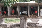 Criadero de gallos de riña en La Máxima: suspendieron a siete empleados municipales