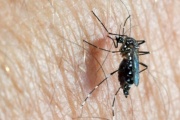Dengue: El Municipio de Olavarría solicita que se intensifiquen las medidas preventivas