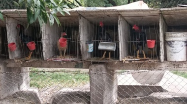 Criadero de gallos de riña en La Máxima: suspendieron a siete empleados municipales