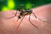Confirman nuevo caso de fiebre Chikungunya en la Provincia de Buenos Aires