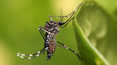 La vacuna del dengue ya está disponible en el país y se empezará a aplicar en el norte
