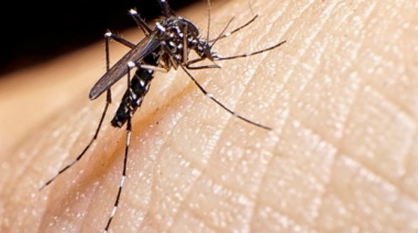 Provincia de Buenos Aires: más de 25 mil casos confirmados de dengue