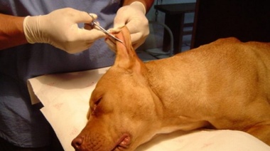 Aprobaron una ley que prohíbe cortar las orejas a perros Doberman y Pitbull
