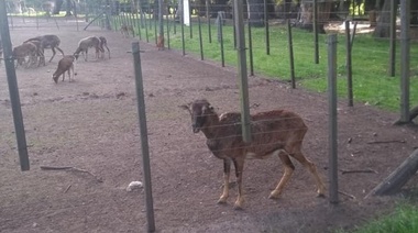 Denuncian las malas condiciones y la falta de alimentación de los animales de “La Máxima”