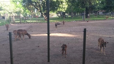 Denuncian las malas condiciones y la falta de alimentación de los animales de “La Máxima”