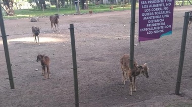 Denuncian las malas condiciones y la falta de alimentación de los animales de “La Máxima”
