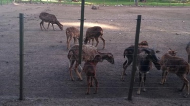 Denuncian las malas condiciones y la falta de alimentación de los animales de “La Máxima”