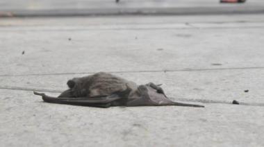 Alerta: hallaron un murciélago con rabia y realizaran un operativo de vacunación