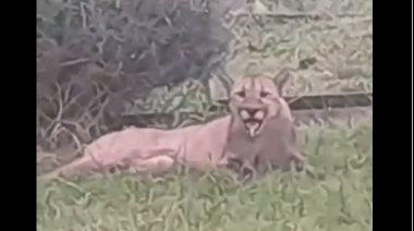 Tandil en alerta por la presencia de un puma en el patio de una casa
