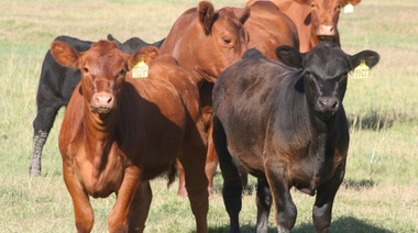 Crisis en la ganadería: "ante la caída del consumo interno, la situación no da para más", aseguran desde el sector