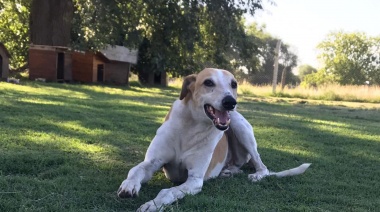 Durante el transcurso del año fueron adoptados cerca de 60 animales de Bromatología