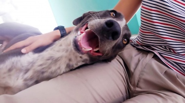 Durante el transcurso del año fueron adoptados cerca de 60 animales de Bromatología