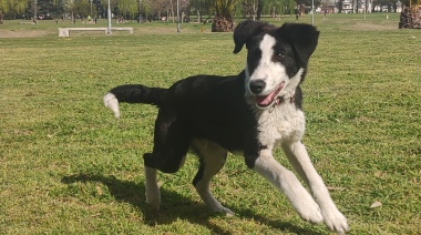 “Adoptar un perro puede ser el primer paso de una vida en compañía”