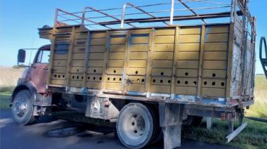 Ruta 51: Dos imputados por trasladar 14 terneros de forma irregular en vehículos sin documentación