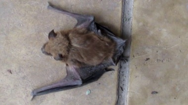 Hallaron un nuevo murciélago con rabia