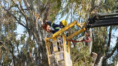 Corte preventivo de árboles en el barrio Los Robles