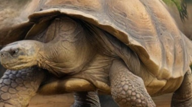 Encuentran restos fósiles de una tortuga gigante en General Arenales