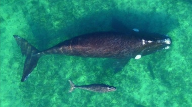 Las ballenas empiezan a asomarse en Madryn