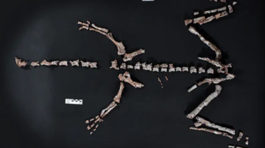 Encontraron restos fósiles de un dinosaurio que vivió hace más de 230 millones de años