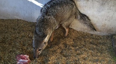 Trasladaron al Bioparque Municipal un zorro que había sido hallado en la vía pública