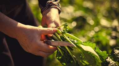 Agronomía Olavarría entregará 1000 plantines para huertas en el hogar