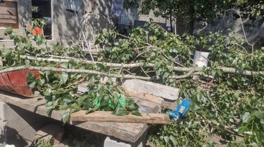 Una vecina del Barrio Isaura solicita que “el Municipio corte un árbol lindero” a su casa