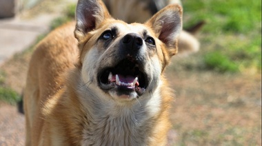 Se llevará a cabo una jornada de adopción canina y cuidado responsable de mascotas