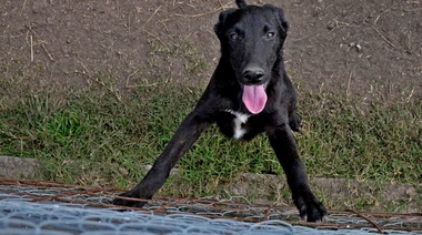 Se llevará a cabo una jornada de adopción canina y cuidado responsable de mascotas