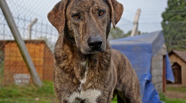 Se llevará a cabo una jornada de adopción canina y cuidado responsable de mascotas