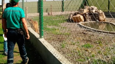 Rescatan un tigre y animales exóticos del campo de Carlos Orifici