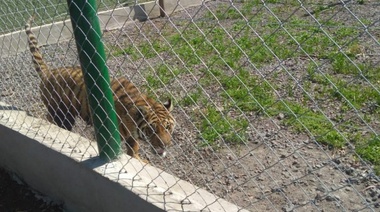 Rescatan un tigre y animales exóticos del campo de Carlos Orifici