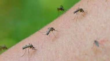 Invasión de mosquitos: Podría durar hasta 10 días más
