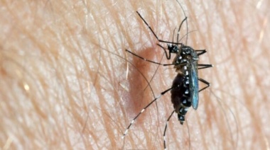 Dengue: El Municipio de Olavarría solicita que se intensifiquen las medidas preventivas