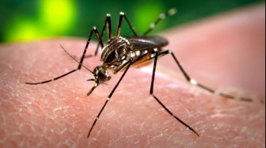 Confirman nuevo caso de fiebre Chikungunya en la Provincia de Buenos Aires