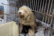 En un fallo histórico, condenan por crueldad animal al dueño de un criadero de perros clandestino