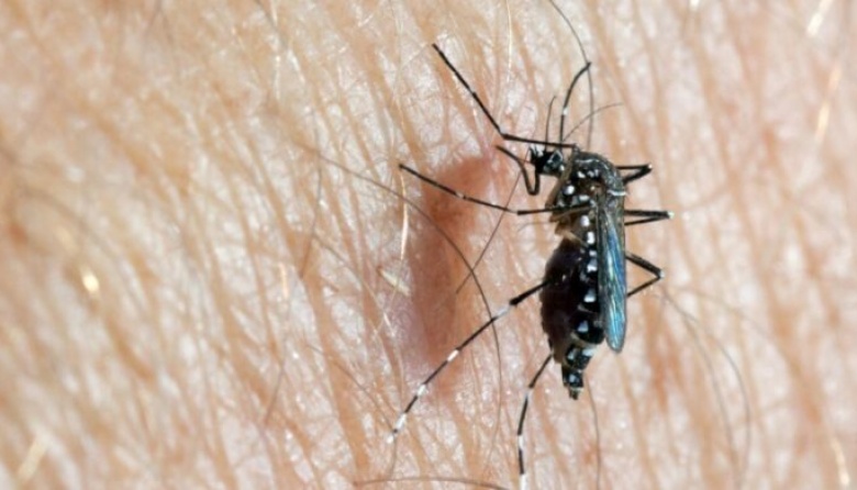 Descubren que las larvas del mosquito trasmisor del dengue pueden “respirar” bajo el agua