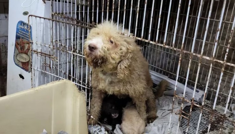 En un fallo histórico, condenan por crueldad animal al dueño de un criadero de perros clandestino