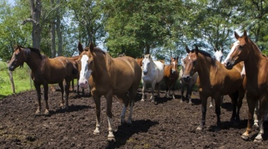 El SENASA lanzó pautas sanitarias para prevenir la Encefalomielitis Equina