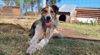 El Municipio concretó 79 adopciones caninas y felinas a través de la campaña de la Dirección de Bromatología