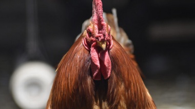 Se detectaron nuevos casos de gripe aviar en la provincia