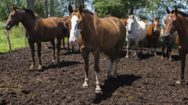 Encefalomielitis Equina: Ya son 98 los brotes confirmados en la Provincia de Buenos Aires