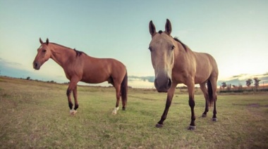 Encefalomielitis Equina: declararon la Emergencia Sanitaria en todo el país