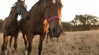 Encefalomielitis Equina: Hay 56 brotes en la Provincia y ocho caballos muertos