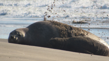 Un elefante marino sorprendió a una familia rosarina en su casa de Mar de las Pampas