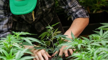 El gobierno reglamentó la ley de cannabis medicinal