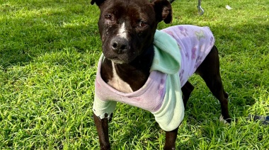 La Dirección de Bromatología busca un hogar para “Rosita”