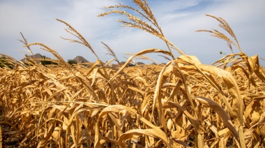 Son 44 los municipios bonaerenses afectados por la sequía severa