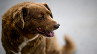 Bobi, el perro más viejo del mundo, cumplió 31 años y entró al Récord Guinness