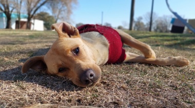 Durante el transcurso del año fueron adoptados cerca de 60 animales de Bromatología