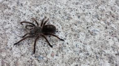 Hallazgo de tarántula en el barrio Isaura